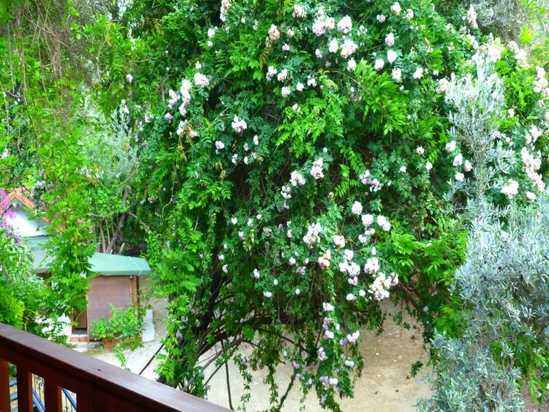 Cirali Simge Holiday Houses Extérieur photo